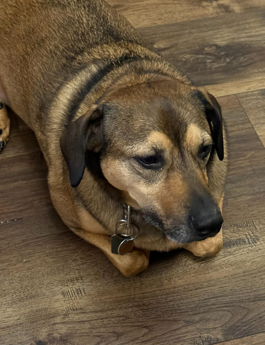 Jack Jack Picture of dog